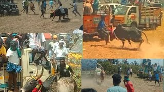 varpattu manjuvirattu 19/02/2023. வார்பட்டு மஞ்சுவிரட்டு