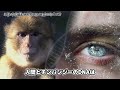 【衝撃】人間とチンパンジーのハーフが実在した