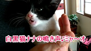 保護した、白黒猫（ハチワレ）子猫のかわいい鳴き声