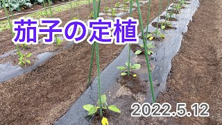 茄子の定植。【支柱の立て方】簡単で丈夫に❗️