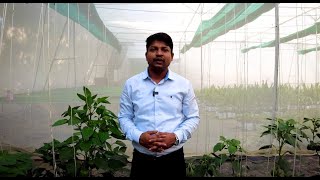 Colored Capsicum  | Protected Cultivation | Nethouse Structure | Rise Hydroponics