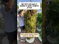 95% water savings - Aeroponics Tower Garden