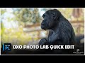 Get the Hang of DxO Photolab 8 Editing!