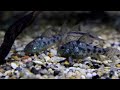 philippine blue diamond angelfish peppered corydora s paleatus loxozonus l075 para pleco