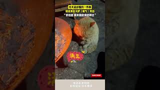 被貓貓治愈的周末，這個冬天，我也想這麽過。 #cuteanimal #cat