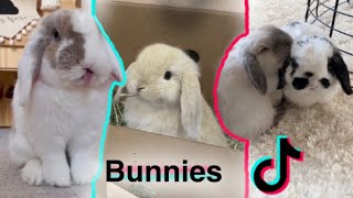 Bunny TikTok Compilation | + Bunny care