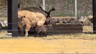 ゴールデンターキンの赤ちゃん　Baby Golden takin was born