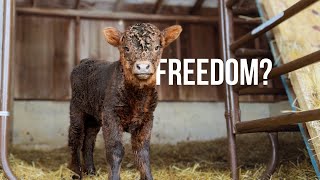 Highland Calf Zoomies! | Small Farm Life