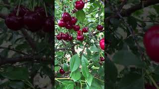 One Of The Best Cherry Cultivars In The World - The \