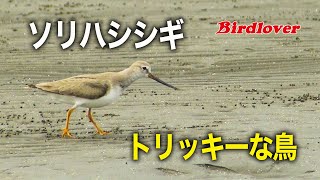 トリッキーな鳥・ソリハシシギ / Terek Sandpiper