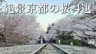 【京都 お花見】おすすめスポット4選【さくら/桜/蹴上インクライン/山科疏水/円山公園/祇園白川】