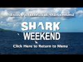 shark weekend grey reef shark