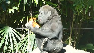 20240104 上野動物園　ニシゴリラ　両手にパプリカを持って食べるスモモちゃん　モモコママの近くに移動してごはんを食べるリキ　11時過ぎの第二放飼場