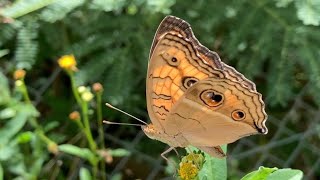 タテハモドキ（夏型） 夏は表も裏も目玉模様　Junonia almana　沖縄の蝶