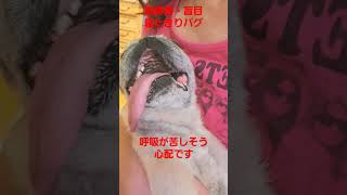 呼吸が苦しそうです #認知症犬 #shorts