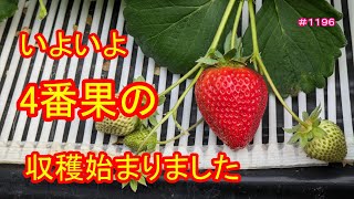 いよいよ4番果収穫始まりました　いちご農家の日々のお仕事　＃１１９６