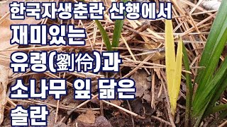 한국자생춘란 산행에서 재미있는 유령(劉伶)과 소나무 잎처럼 단단한  솔란