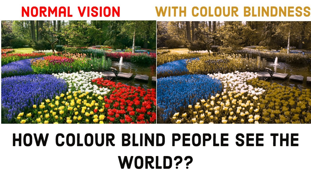 How Colour Blind People See The World & How To Cope Up - YouTube