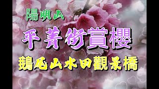 陽明山平菁街賞櫻(Cherry blossom viewing at PingJing Street.YangmingShan)+鵝尾山水田觀景橋風景區.