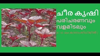 ചീര കൃഷി - വ്യാവസായിക അടിസ്‌ഥാനത്തിൽ ചെയ്യുമ്പോൾ Part 2 - Cheera krishi- prepare land ,sow seed