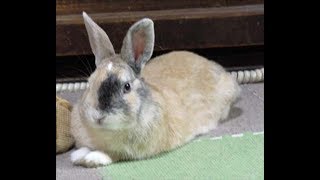 Rabbit multi, morning behavior　マルチの朝の風景【動物ファミリーの家】