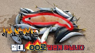 울진 후포방파제 고등어 낚시-한 겨울에 시장표 고등어가 쏟아집니다^^!!!!!