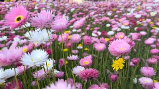 Paper Daisies | | Mount Annan