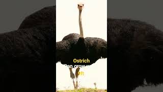 Mighty Birds #ostrich #height #weight #300 #nature