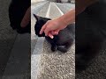 撫でられた状態で固まる黒猫ちゃんｗ 保護猫 cat かわいい猫