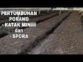 PERTUMBUHAN PORANG DARI BIBIT KATAK MINI DAN SPORA