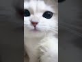 touch your head don t be unhappy😻 shorts cat catvideos cute