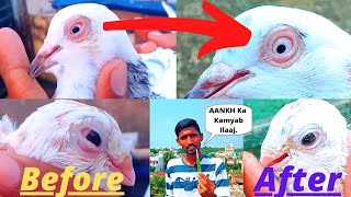 🕊Kabootar Ki 👀Aankh Ka ilaj || pigeon 👀Eye Infection And Treatment 100% ||