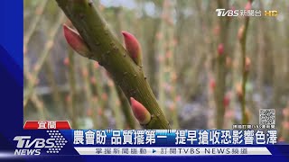 貨櫃大塞港!力拚春節外銷 銀柳提前搶收｜TVBS新聞