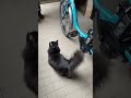 ちょっと散歩　 猫　 黒猫　 保護猫　 シャンテリー