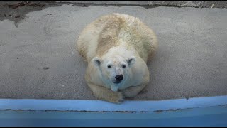 ホッキョクグマ バフィンちゃん のおやつタイム  Polar bear Baffin snack time #1