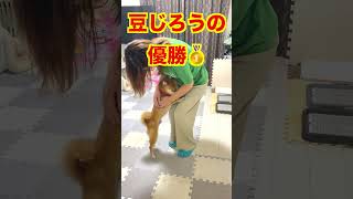 [豆柴]出先から帰って来たママを一番喜ぶ末娘がまさかの・・・#Shorts