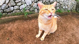 雨上がりの公園に行ったら野良猫が猛烈に甘えてきた