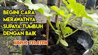 4. CARA MERAWAT MELON 5 - 15 HST, PEMUPUKAN DAN PENGENDALIAN HAMA (Part 4)