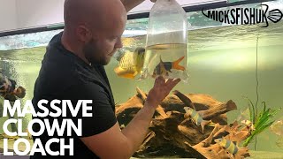 RELEASING Big CLOWN LOACH in my 2000L AQUARIUM