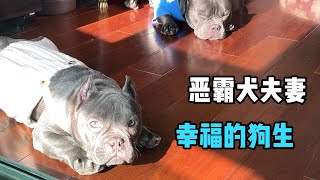 恶霸犬美丽体重猛涨，怪不得衣服都小了