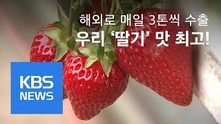 ‘새콤달콤’ 봄의 맛…논산 딸기 축제 개막 | KBS뉴스 | KBS NEWS