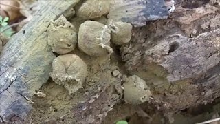 Mature Pear-Shaped Puffballs Lycoperdon pyriforme Video 2