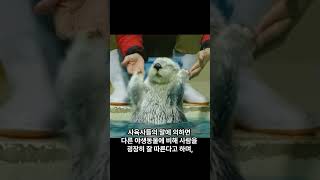 당신이 모르는 수달에 대한 3가지 #7 #쇼츠 #shorts