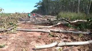 Madeira do Brasil - Wood Balsa