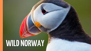 Fjords, Fells, and Wildlife: Exploring Norway | Full Documentary