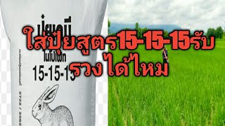 ใส่ปุ๋ยสูตร15-15-15รับรวงยังไงให้รวงใหญ่