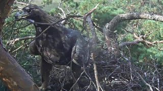 Kaljukotkas~Helju brings a half tree! She is working hard. She calls and flew off~12:06PM 2021/09/17