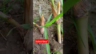 নেপিয়ার ঘাসের কান্ড রোপণ পদ্ধতি / Napier Grass roots Cultivation method