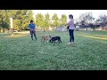 Ranger & Jovicii leash test