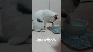 水の飲み方が独特な猫 #shorts